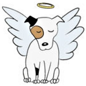 angel dog
